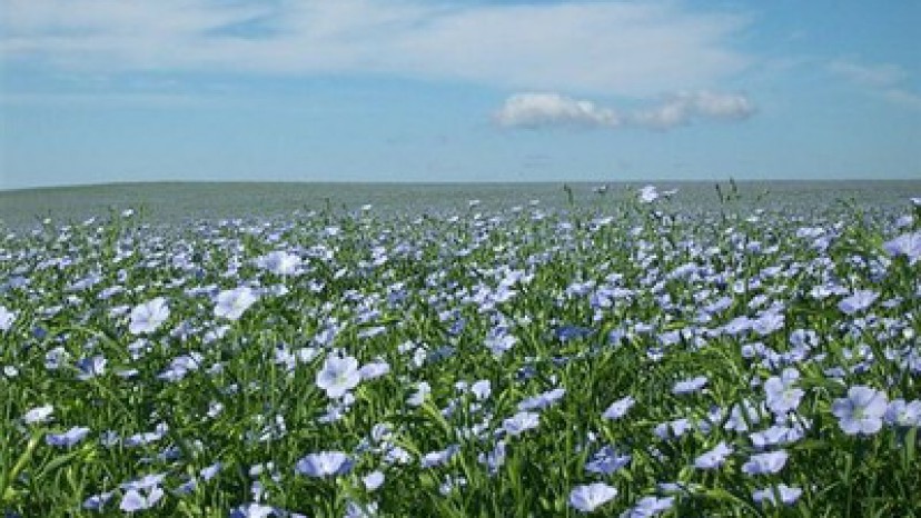 Növényi eredető natúrfesték alapanyagok Növényi eredető natúrfesték alapanyagok