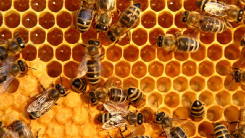 Állati eredetű natúrfesték alapanyagok Állati eredetű natúrfesték alapanyagok