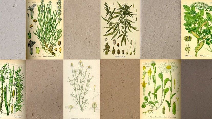 Gyógynövények a Picas vályogvakolatokban