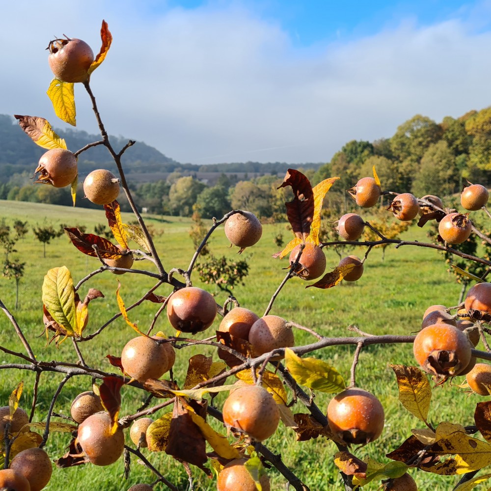 Bio naspolya